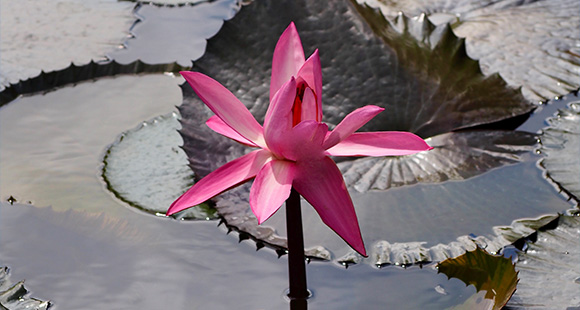 A vibrant pink lotus flower blooming above water, surrounded by large green lily pads. Ideal for water garden aesthetics.